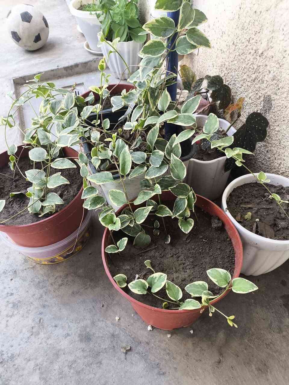 کۆمەڵێک گوڵی تایبەتوجوان هەرزان بۆفرۆشتن


**إذا كنت صاحب هذا الإعلان وتريد حذفه لأي سبب، رجاءا أرسل رسالة إلى الدعم الفني**