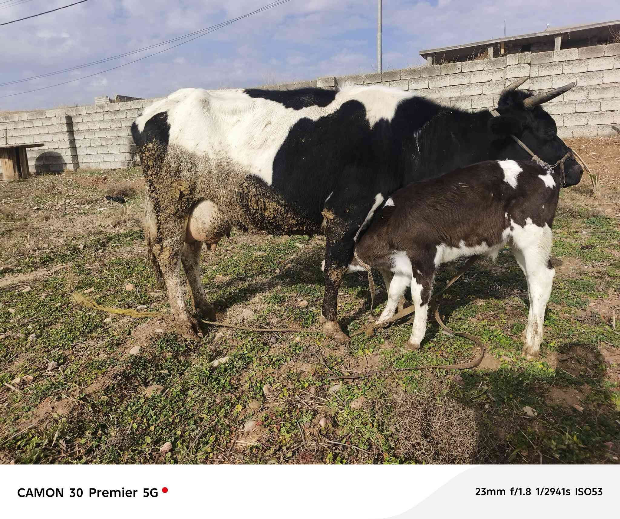 السلام عليكم
متاح رقوث زراعيه  اصليه 
ثالث بطن 
وراها حولي سميتال اصلي 
دابه مال بيت 
رقم واحد على واحد 
حليب ودسامه 5بطاله شرط
شرط مامحينه شرط 
كافت الشروط الجني 
شرط تحلب الولاد 
يرهم مراوس بحلال 
المكان الزاب قرية شميط 
***********
