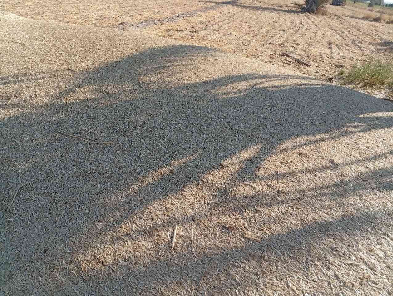 تبن شعير البيع عنوان الهارونيه نهر لإمام ***********@
