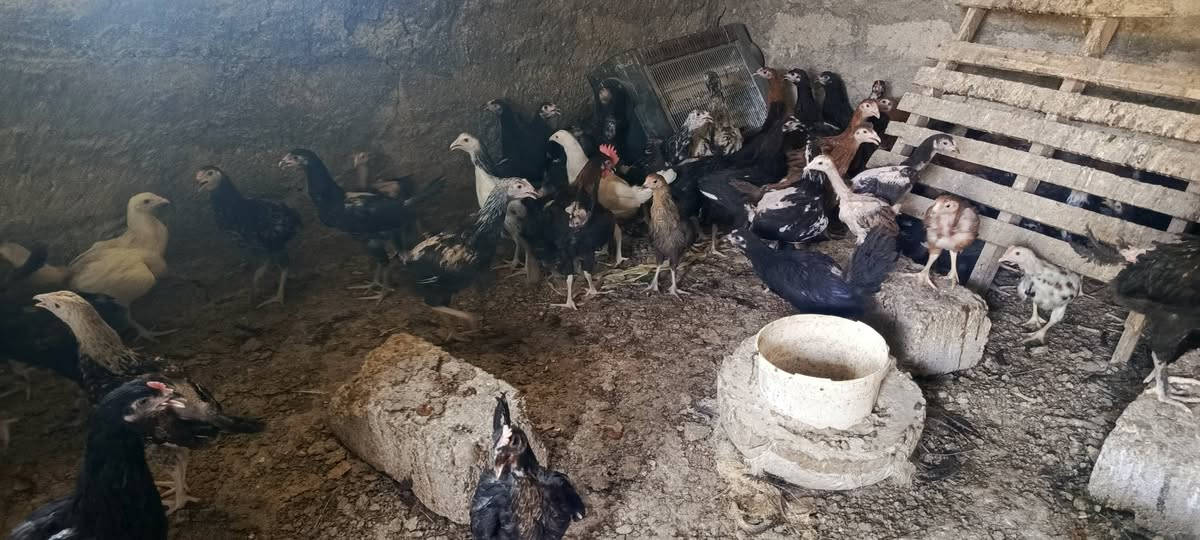 بسم الله ما شاء الله 
٥٢ زوج فراخ دجاج عرب خبط هندي
العمر ثلاثة أشهر تقريبا
ملحقات كامل
الزوج على ١٥ الف 
اكو توصيل موصل ودهوك 
🌹🌹🌹🌹🌹


**إذا كنت صاحب هذا الإعلان وتريد حذفه لأي سبب، رجاءا أرسل رسالة إلى الدعم الفني**
