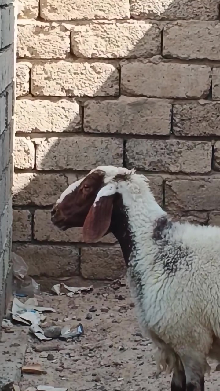 سلام عليكم اخوان نعجه للبيع شرط النصاحه
نصاحه 3ايام نعجه حانيه سن وشطر الاستفسار
 .
  ***********.  //   ***********
