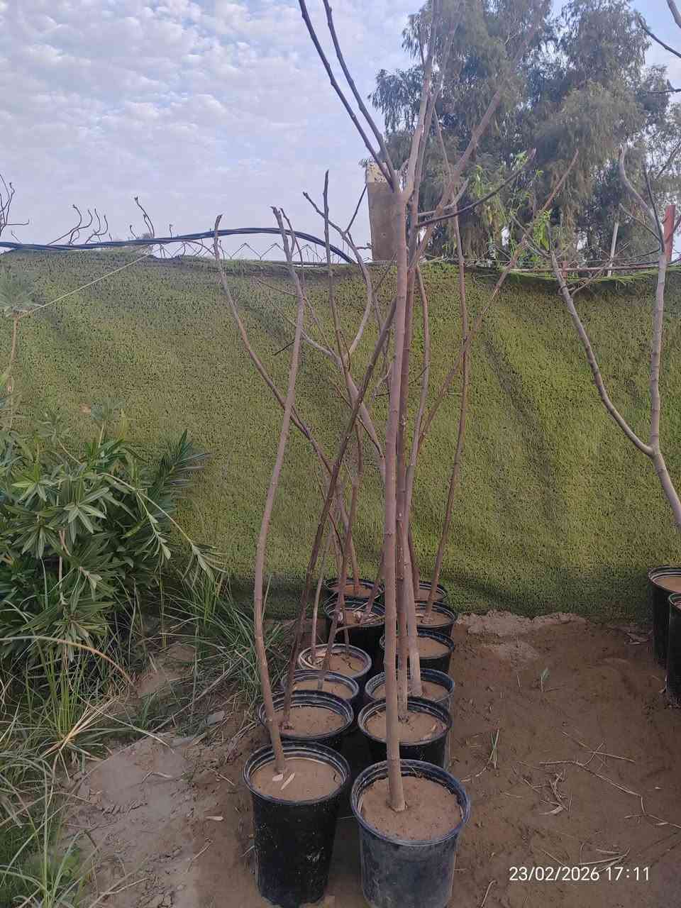 🌿🔥 متوفر لدينا شتلات تين بعدة نوعيات مميزة 🔥🌿
نوفر أفضل أنواع التين المثمرة والمضمونة 👌
🌱 الأنواع المتوفرة:
• التين التركي الأصفر
• تين عبيد
• تين بني مسلم
🌳 شتلات قوية ومختارة بعناية
🌞 تتحمل أجواء العراق وتنتج ثمار غزيرة بإذن الله
💰 الأسعار تبدأ من 2000 دينار إلى 9000 دينار
(حسب النوع والحجم)
📍 الكمية محدودة
للاستفسار والحجز راسلنا على الخاص 📩

للتواصل (*********** / ***********)

 موقع المشتل ( الحساوية مجاور ملعب الشعب)

وقت العمل العصر فقط من الساعة 3 الى اذان المغرب
بأدارة محمد عماد
