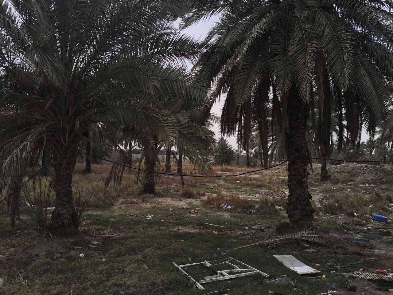 قطعه ارض طابو ملك سرف 2دونم سند 25 جنس الارض بستان بغداد المدانن  النزال 97  الواجه 52 تواصل***********واتساب
