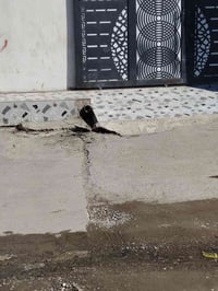 دار لا يجار ده روازه قرب جامع أهل الحق قرب مدرسه سعر لايجار 200 الف قف...