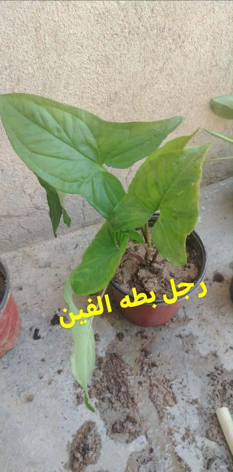 سلام عليكم شتلات البيع كل واحد سعره موجود يريد يخابر رقم توصيل مجاني داخل طوز ***********
