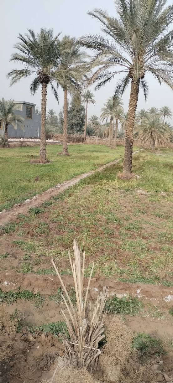 ارض زراعيه مساحه ٢دونم كاع روعه موقع ممتاز كافه الخدمات طويريج الرشيده قرب البواسماوي تبعد عن السيطره ٥٠٠ متر سند ٢٥ تفاصيل على الخاص مكتب حيدر للعقار ***********
