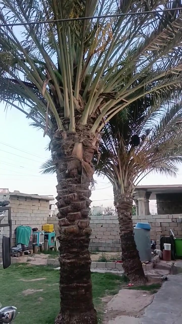 السلام عليكم 
الأعضاء المحترمين، نخلتين حمالات للبيع ما اعرف شنو نوعهن الحويجه داخل


**إذا كنت صاحب هذا الإعلان وتريد حذفه لأي سبب، رجاءا أرسل رسالة إلى الدعم الفني**