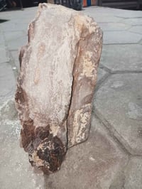 خشب متحجر • ملايين السنين