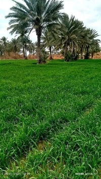 ارض زراعيه طابو سند بااسمي 25 ثلاث دوانم الشارع الرابط بين شارع ميه وش...