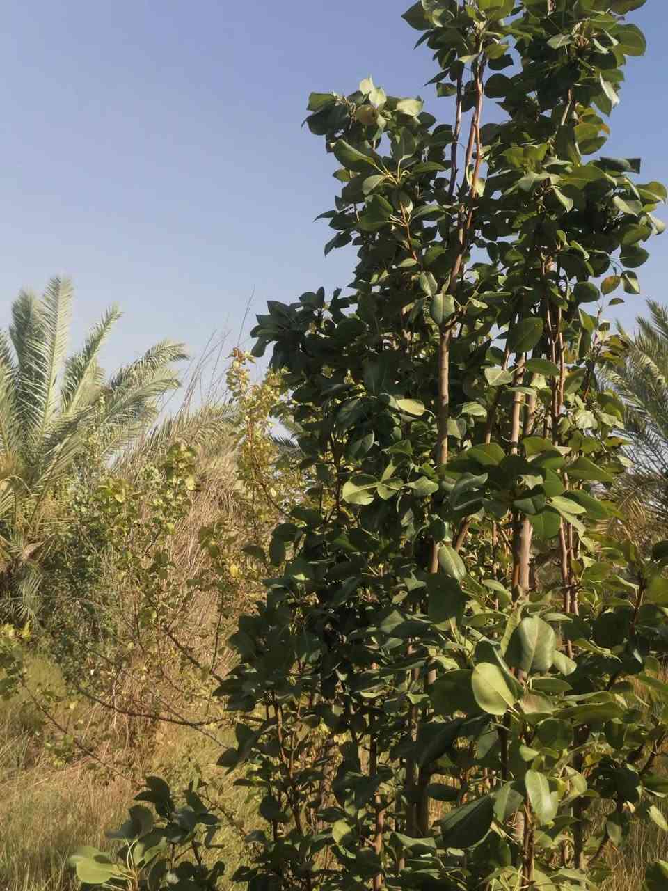 ارض زراعية للبيع عله طريق السنيه الدوانيه جهت الزوار بستان اربع دوانم ونص معه بيت جديد جاهز من كلشي ع الشط القديم إله وجهيه ٦٥ متر وجهيته ع التبليط الفرعي انواع الاشجار بي  تبليط بابه كهرباء وماي اساله وماطور ماي ع الشط إله تين حمال بي نخل حمال درجه تفاح حمضيات تعال وشوفه بعينك مروس عادي طابو زرعي ٢٥ سند *********** مقابيل معمل الألبان ***********

