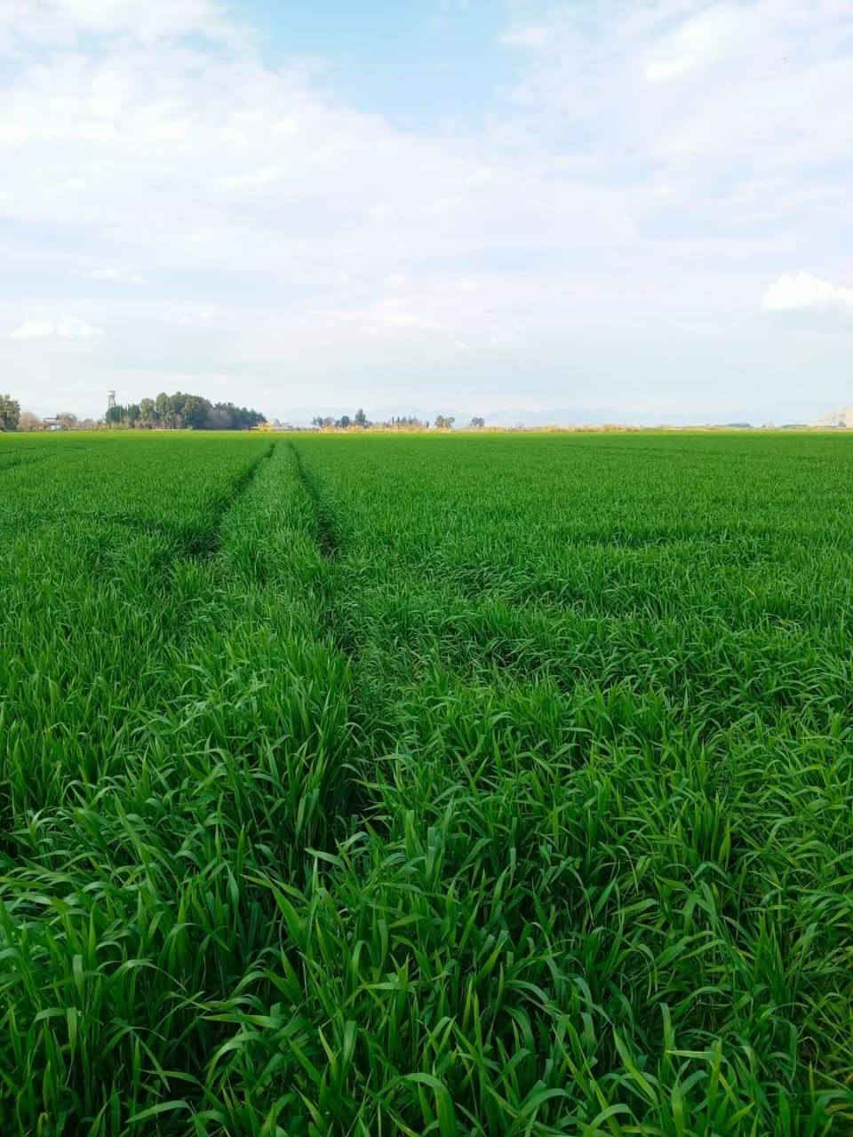 بلاشششش بلاششش
ارض 13 دونم سند 25 
بابل ناحية الشوملي قرية الجوادية 
باسم شخص واحد مداور مباشر 
((سعر الدونم 13 مليون )) وبي مجال 
الاساله تبعد عنها 200 متر الى 150 م
وعليها 4 طرق رسميه 
وتبعد عن التبليط كيلو ونص 
ماء السقي من نهر الشوملي 
للتواصل واتساب او اتصال 
***********
