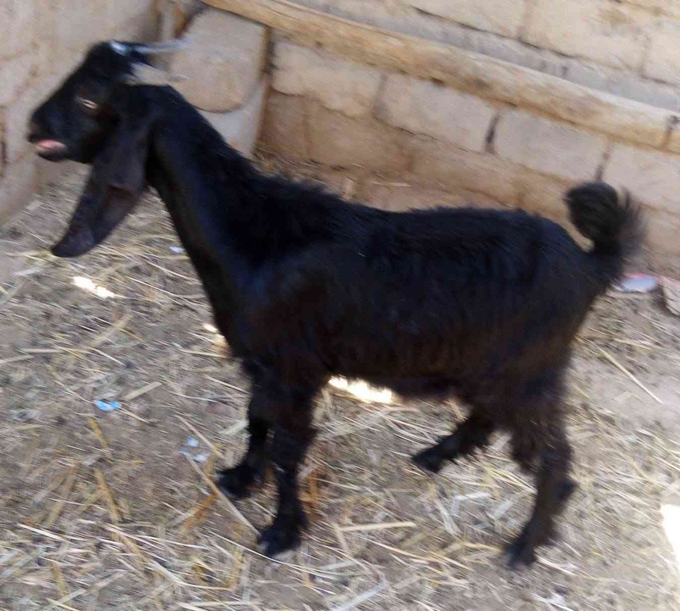 سعره 160 الف 
صخل ذكر يكفز وسمين مكان الشطره ***********
