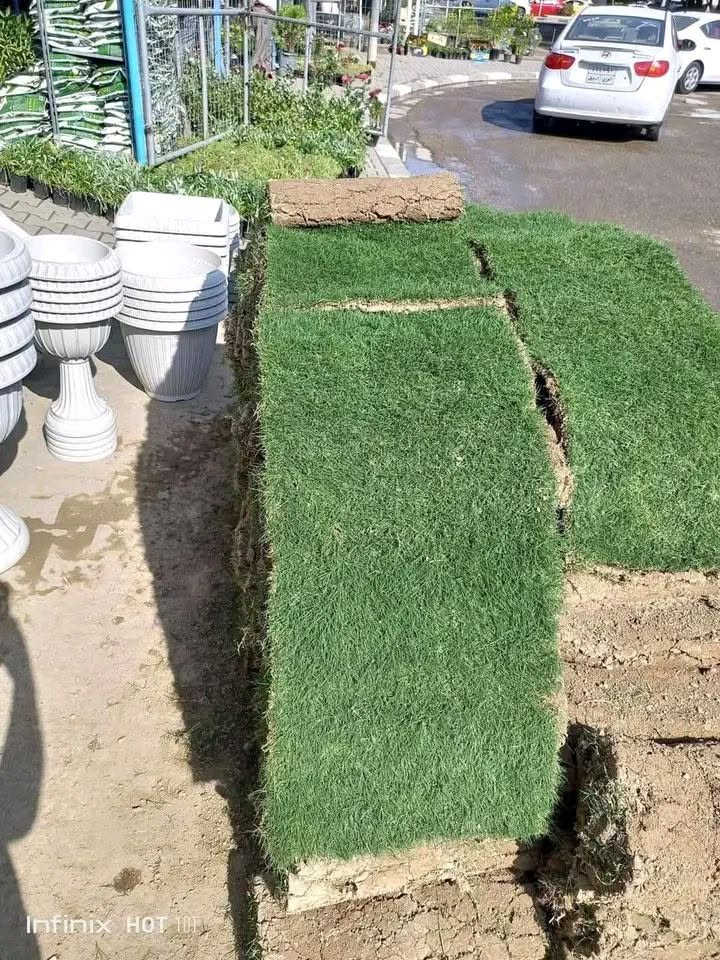 وصول وجبه جديده من الثيل الهندي نعومه وخضار 
مشتل عروس الفرات نهاية العلكاية طريق المحاويل ***********

