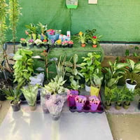 ضليات • لبلاب عامودي ١٢ • زهرة الثلج ١٢