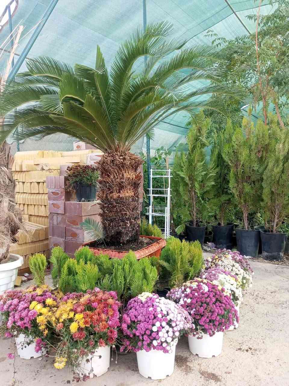 🌱 مشتل الظلال – من أفضل مشاتل جنوب الموصل
📍 العنوان:
الحود – الشارع العام مقابل الحود مول
قرب مفرق الزاوية – جنوب الموصل
📞 رقم التواصل (اتصال / واتساب):
***********
🌿 المتوفر لديهم :
أشجار ظل
نباتات داخلية وخارجية
زهور
أشجار مثمرة وزينة
بتموس
أسمدة وجميع مستلزمات الحدائق
✔️ تعامل ممتاز
✔️ مصداقية وجودة عالية

صفحة مشتل الظلال
