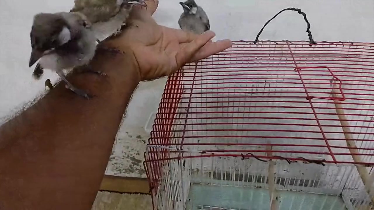 مخاليف افراخ بلابل فول اليف صحه ونشاط مال ديالى تك ب ٣٥/ ***********
