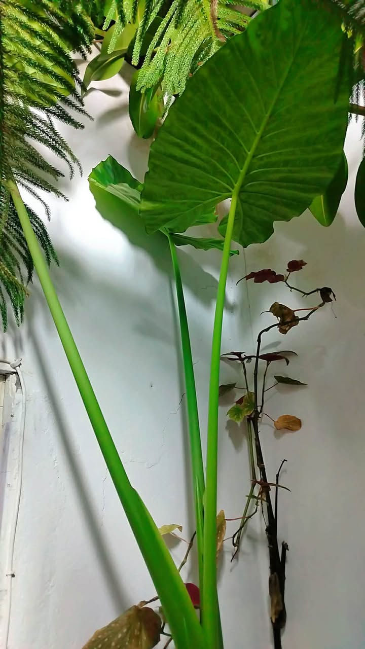 ئەم گوڵانە بۆ فرۆشتن
هەڵەبجە


**إذا كنت صاحب هذا الإعلان وتريد حذفه لأي سبب، رجاءا أرسل رسالة إلى الدعم الفني**