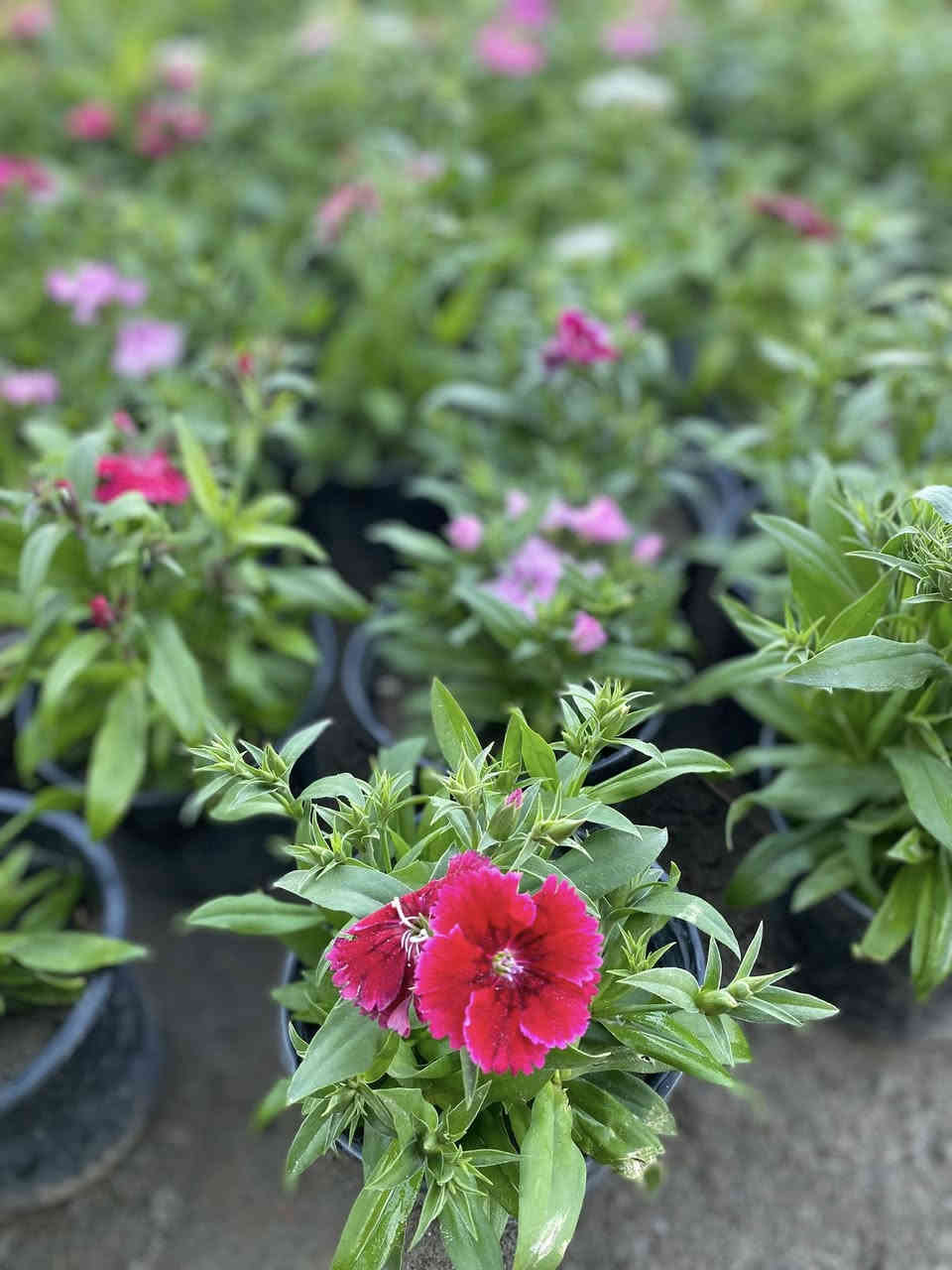 عرض خاص الورد  البتونيه  والقرفل والزينيا  والقرقوز فقط ب٧٥٠ ابمشتل المناذره الفرع الثاني مقابل مجمع القاسم عامود ٩٣لتواصل خاص  او واتساب ***********
