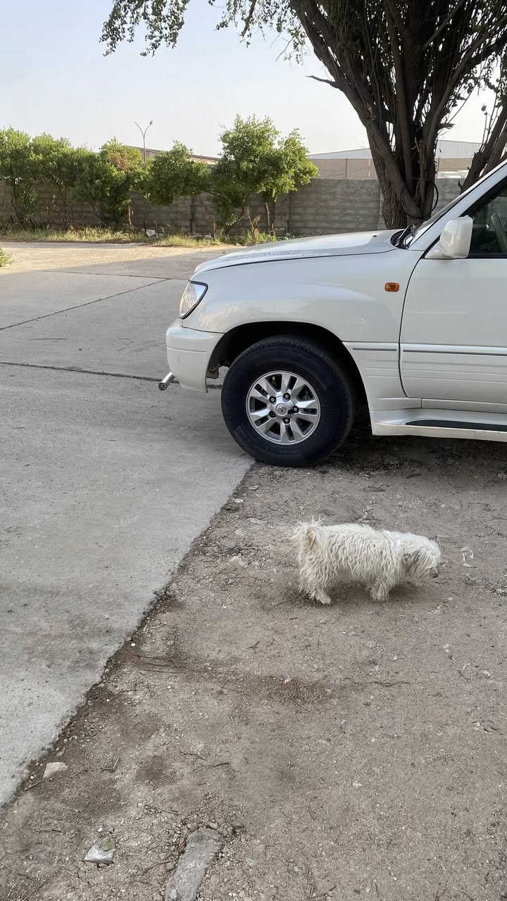سلام عليكم ورحمة الله وبركاته اخواني الأعزاء عندي  ويل كب لاندكروز حجم 16 للبيع  بسعر 300000 الف دينار عراقي للي يفيده خلي يتصل أو يراسلني 
*********** موقهم في بغداد الزعفرانية
