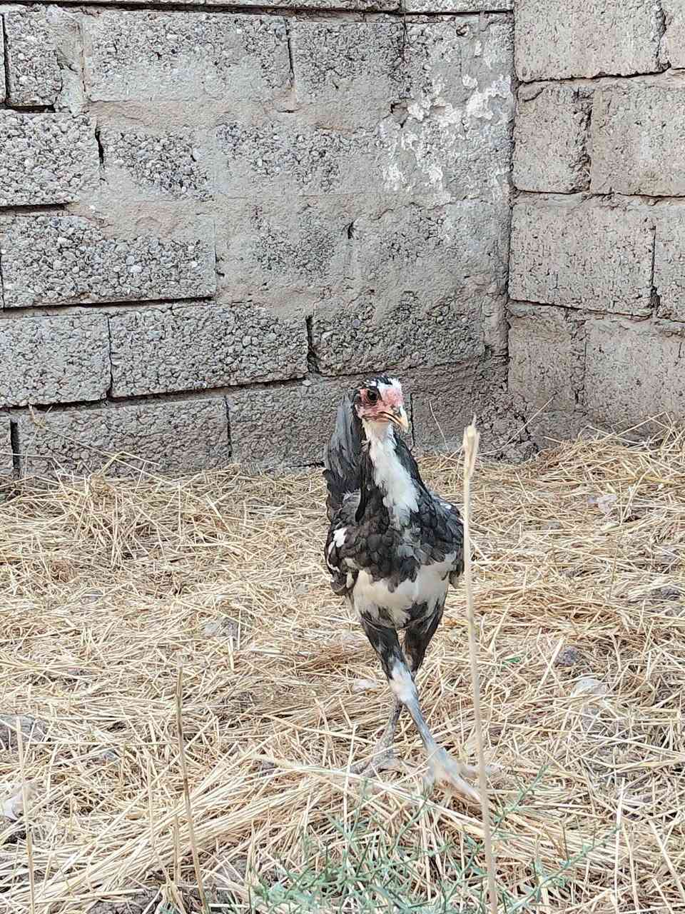 متاح
ديج ودجاجه بوطاني رصاصي
صحتهم خير من الله 
ملقحين كامل ثلاثي ورباعي زيتي 
خشانه فول نضافه فول
صحه جيده 
عمرهم فوك ال 5 اشهر
دجاجه على مبياض
ديج فول
سعرهم اثنينهم 50 الف
عنواني موصل ايسر كوكجلي 
خاص مفتوح


**إذا كنت صاحب هذا الإعلان وتريد حذفه لأي سبب، رجاءا أرسل رسالة إلى الدعم الفني**