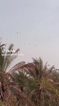 بابل الدبله • لوت وميزة • مشاغل ٦٠