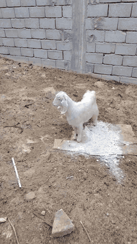 سلام عليكم صخول 2 البيضه نثيه ول ثاني فحل مكاني بصره ابي الخصيب سعر 250/ ***********
