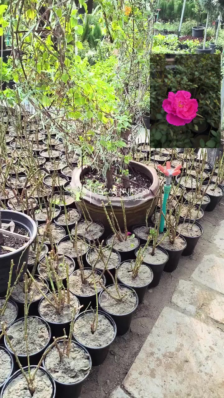 إنتاجنا من الجوري السلطاني  صار جاهز 

📍 زورونا في موقعنا:
مشتل الأوسكار – حي الحنانة – شارع نجف _ كوفة
(مقابل غرفة تجارة النجف و فريندز كافيه ومطعم شريف– مجاور متنزه الحنانة العائلي)

🕗 أوقات الدوام:
من 8:30 صباحاً إلى 8:00 مساءً

📞 للطلب والاستفسار:
*********** – ***********
(اتصال / واتساب / مراسلة عبر فيسبوك)
 متوفر دفع  زين  كاش ومتوفر ماستر 

🚗 يتوفر توصيل داخل النجف
موجودين في تطبيق توترز لبعض المواد الزراعية 
أهلاً وسهلاً بكم دائماً في مشتل الأوسكار 🌹🌹🌹
