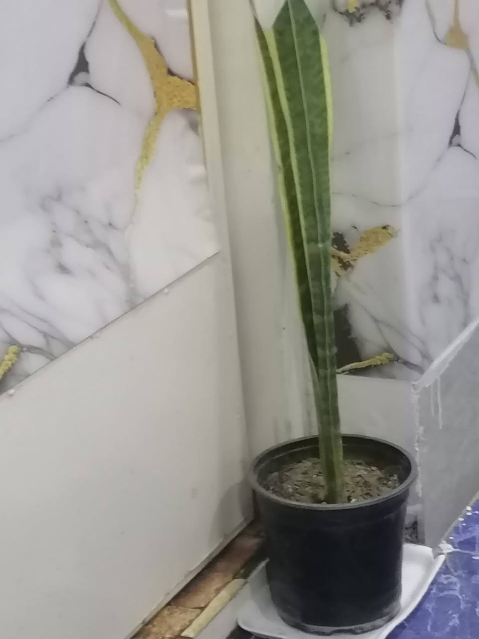 مطاط عراقي مع
جلد النمر ٣ السعر ٢٠ الزعفرانيه شارع البطل


**إذا كنت صاحب هذا الإعلان وتريد حذفه لأي سبب، رجاءا أرسل رسالة إلى الدعم الفني**