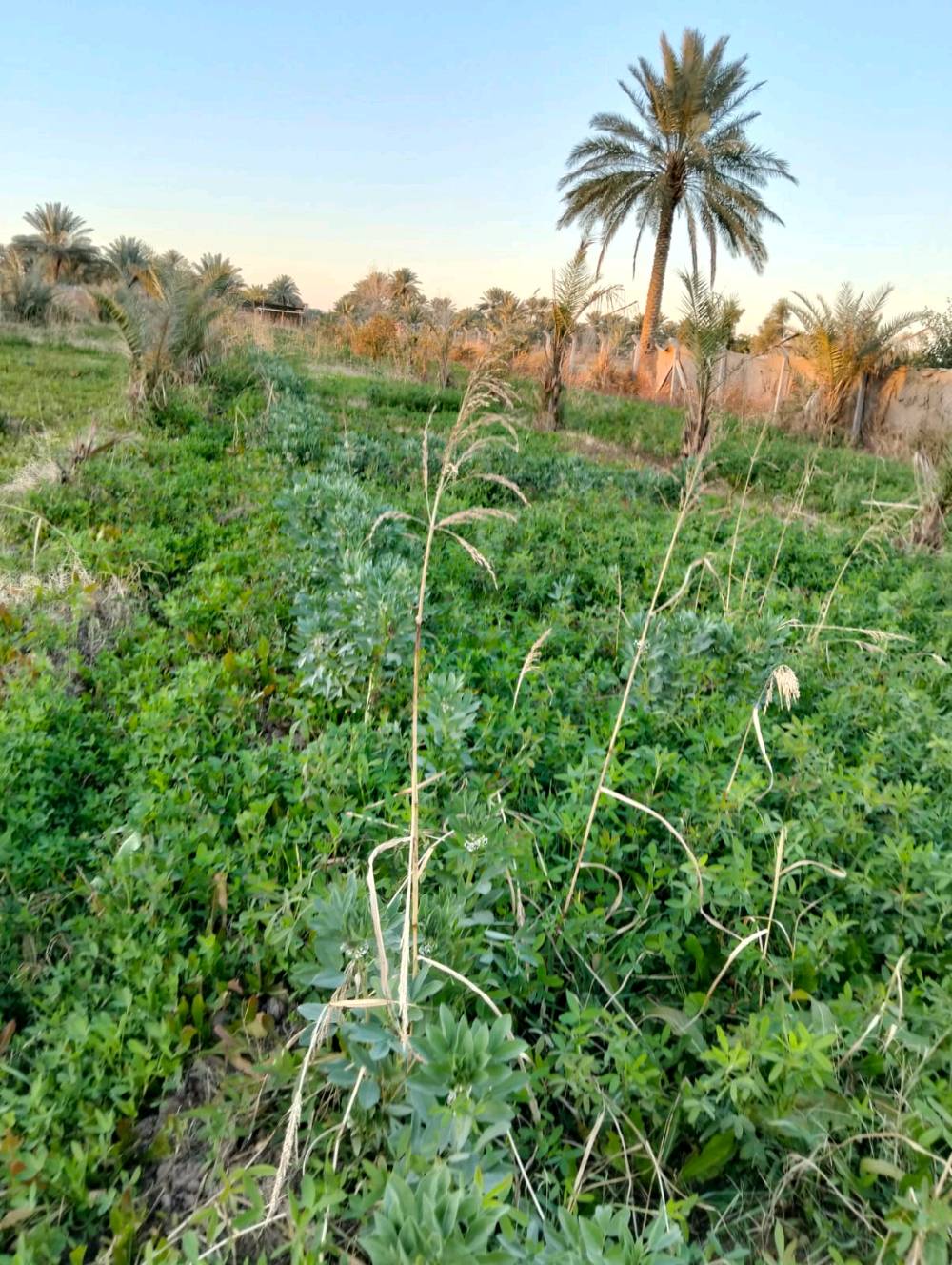 السلام عليكم آراض زراعيه المساحه 2 دونم متوفره كامل الخدمات ماء وكهراب على شارع فرعي الموقع حله  بزل حجي علي والارض مزوعه 100نحله واللعلم الارض سند 25