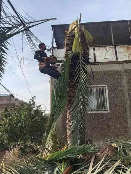 قطع لاشجار ولنخيل في بغداد كرخ ورصافه 
كادر محترف في   التقطيع
الشجار العاليه ولكبيره 
واتساب ***********،،
واتساب***********

@الجميع
