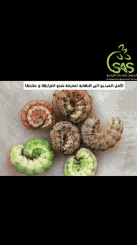 شاهد الفيديو الى النهاية لمعرفة اضرار الحشرة على مزروعاتك  و علاجها 

التوصيل متوفر لكافة محافظات العراق 
تحيات ادارة الصنوان للخدمات الزراعية 
عنوان المكتب:-
الفرع الاول/بابل-حلة/باب المشهد- ركن مستشفى الولادة
الفرع الثاني/بابل - حلة /عوفي 

للاستفسار :-
***********
***********
#الصنوان_نبني_الوطن
