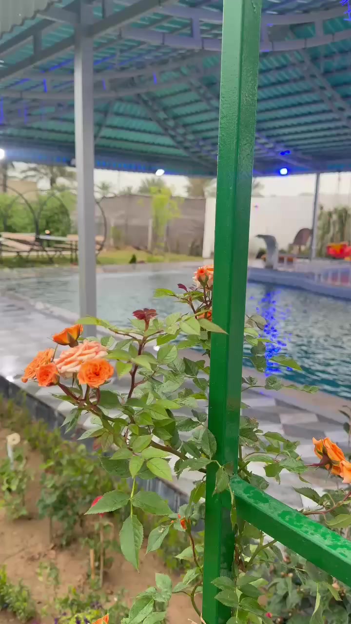 مزرعة ومنتجع مشمشة 
صلاح الدين / بلد قرب مرقد السيد محمد
*********** / ***********
