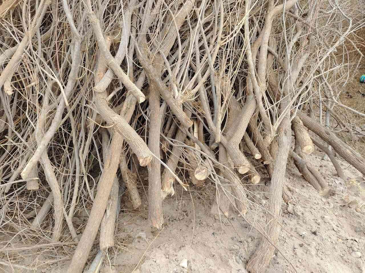 سلام عليكم حطب🪵🪵 طرفه خشانه خير م̷ـــِْن •اللّـہ̣̥  للبيع @***********
