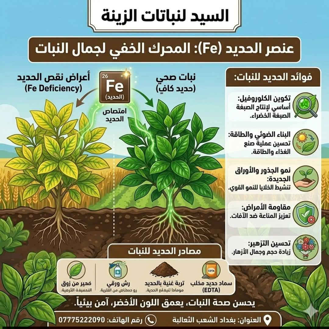 ‏🌱✨ خلّي حديقتك تزدهر بسرعة مع العرض الأقوى ✨🌱
‏يتوفر أسمده نباتات ومبيدات نسبه الضمان 100% 👌
‏
‏🌸 ثلاث أسرار لجعل النباتات معمرة ودائمية 🌸
‏💪 عنصر الحديد - NPK - مبيد فطري 💪
‏🎁 العرض ثلاث اسمدة بـ 10.000 🎁
‏🫣 التوصيل مجاني لجميع المحافظات 🫣
‏
‏☘ سماد NPK مركب أساسي يحتوي على العناصر الغذائية الكبرى الثلاثة التي تحتاجها النباتات : (N )النيتروجين
‏للنمو الخضري، الفوسفور (P) لتطوير الجذور والزهور والبوتاسيوم (K) لتعزيز المناعة وجودة الثمار
‏
‏☘ عنصر الحديد المتكامل لنمو النباتات والتزهير 
‏علاج اصفرار الأوراق وتحسين صحة النباتات
‏
‏☘ المبيد الفطري ولحشري حماية مزدوجة ضد الآفات والفطريات، وتعمل على تعزيز مناعة النبات والقضاء على المن والذبابة البيضاء والعفن
‏
‏🌸 متوفر جملة باسعار مناسبة جدا 🌸
‏
‏العنوان : بغداد - الشعب - الثعالبة
‏الهاتف : ***********
