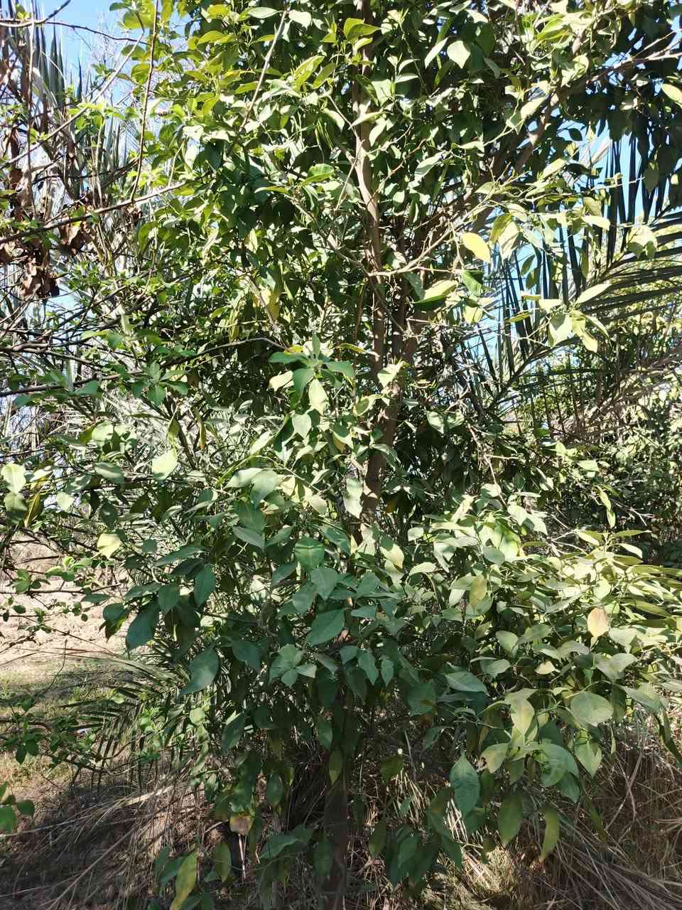 سلام عليكم للبيع م 600 متر كلش حلووه كاع سند 25 تحويل مباشر بسم المشتري تبعد عن تبليط 100 بغداد الراشدية قرية العراكنة تبعد عن ناحية ربع ساعة وعن شارع العام طريق بغداد كركوك كيلو كهرباء ماء سقي ماء اساله تصلح سكن او مزرعه السعر 35 وبي مجال ***********
