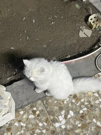 بزون كلادة وردية • معثور • الدورة شارع 60