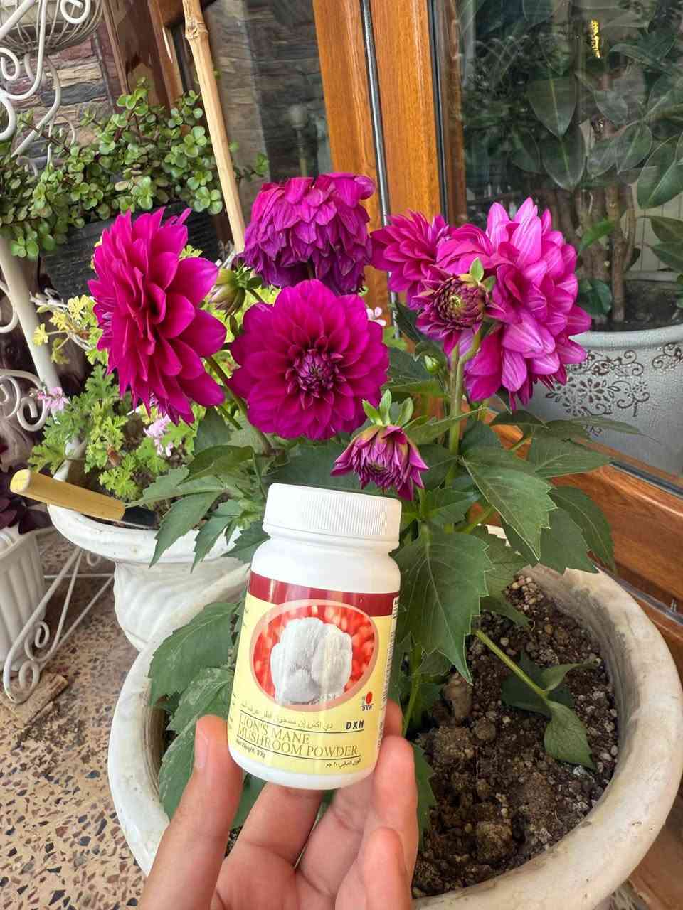 تۆزی قارچکی شێری شێر (Lion's Mane Mushroom Powder) لە براندی جیهانی DXN 🧠✨
ئەگەر بەدەست کەمبوونەوەی تەرکیز، ماندوێتی مێشک یان لەبیرچوونەوەوە دەناڵێنیت، ئەم تەواوکەرە خۆراکییە سروشتییە باشترین هاوڕێت دەبێت لە ڕۆژەکەتدا.
✨ گرنگترین سوودەکانی ئەم بەرهەمە:
• بەهێزکردنی مێشک: یارمەتیدەرێکی ناوازەیە بۆ بیر تیژی و بەرزکردنەوەی ئاستی تەرکیز (بەتایبەت بۆ خوێندکاران و فەرمانبەران).
• پارێزەری دەمارەکان: یارمەتی نوێبوونەوە و پاراستنی خانە دەمارییەکان دەدات.
• وزە و چالاکی: ماندوێتی گشتی جەستە ناهێڵێت و وزەی ڕۆژانەت زیاد دەکات.
• ئارامی دەروونی: کەمکەرەوەی دڵڕاوکێ، قەلەقی و خەمۆکی سووکە.
• کۆئەندامی هەرەس: پشتگیری تەندروستی گەدە و ڕێخۆڵە دەکات.
🌱 تایبەتمەندییەکان:
• ۱۰۰٪ سروشتی و ئۆرگانیک.
• بێ هیچ ماددەیەکی کیمیایی یان پارێزەر.
• بەکارهێنانی ئاسانە (دەکرێتە ناو ئاو، شەربەت، یان قاوە).
📥 بۆ کڕین و داواکردن: ڕاستەوخۆ نامە بۆ ماسنجر بنێرن.
🚚 گەیاندنی خێرامان هەیە بۆ هەموو شار و شارۆچکەکان. السليمانية, العراق


**إذا كنت صاحب هذا الإعلان وتريد حذفه لأي سبب، رجاءا أرسل رسالة إلى الدعم الفني**
