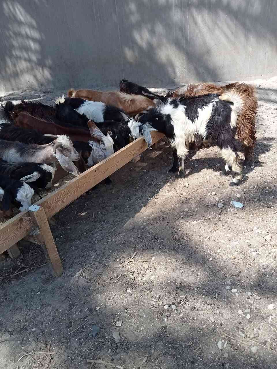 بسم الله ما شاء الله اليوم نقدم ليكم عرض14👌جديان🔥 برقي 🦌👌حر  قرن مفتوح🦌 العمر  5 شهور السعر خاصه 👍🦌 العنوان اسكندريه العامريه خلف استاد برج العرب مزرعه خطاب سلام العزومي تواصل❤️
فون 01220114610///واتس 01117468476


**إذا كنت صاحب هذا الإعلان وتريد حذفه لأي سبب، رجاءا أرسل رسالة إلى الدعم الفني**