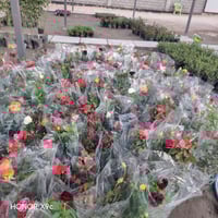 ورد جوري • القطمر • مشتل الخالدية