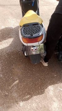 فراشه • ثنين • شغالات