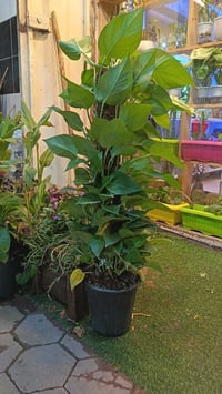 متوفر • ديكور بيت • حديقة