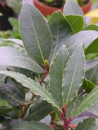 🌿مشتل نباتات نادرة🌿 توفرت شتلات شجرة ورق الغار 🌿  📏 الارتفاع: من 60 إل...