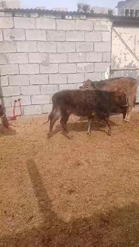 حاجیاوا • زۆر جوان • نرخ خوار