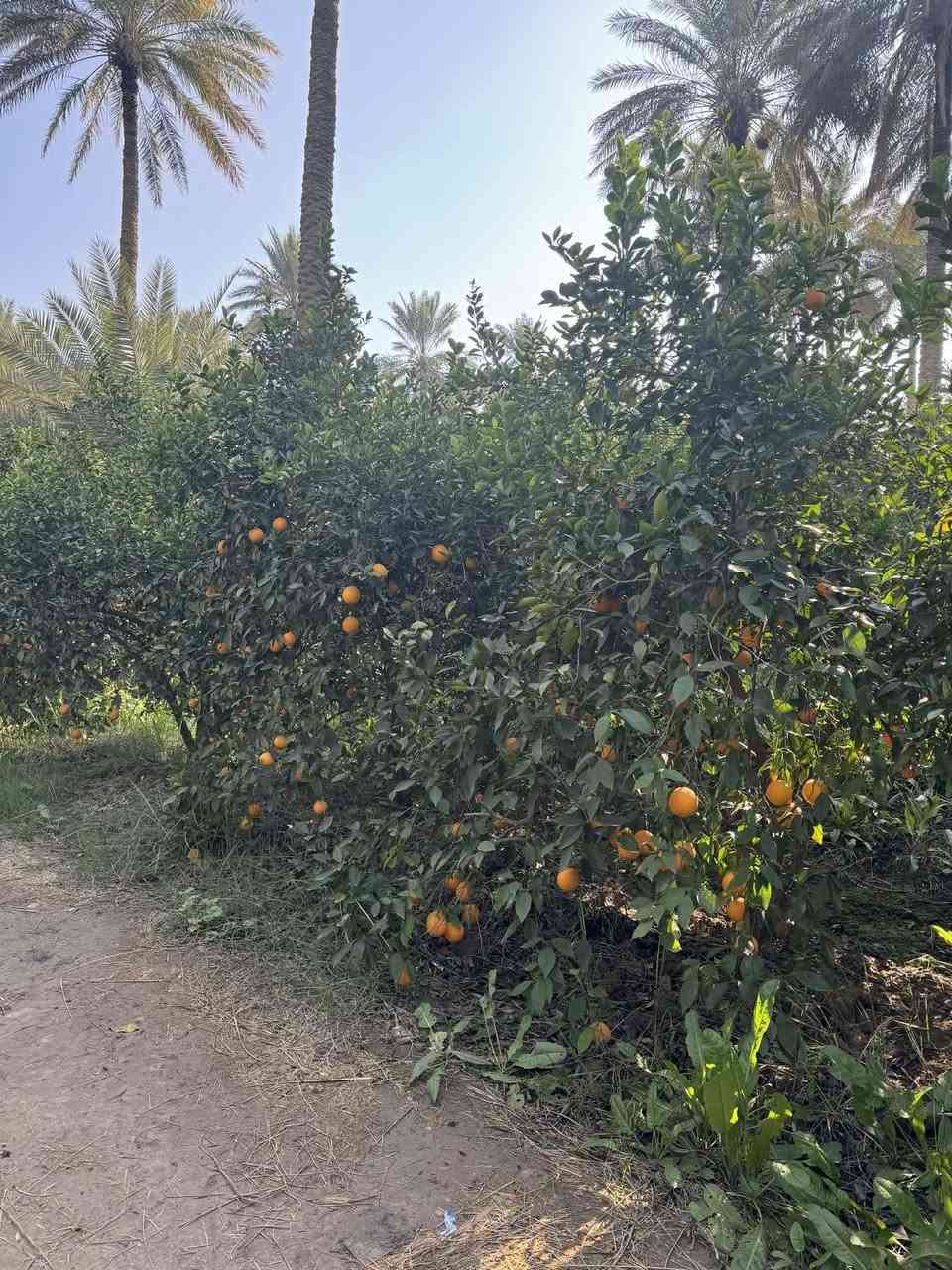 خوان نص دونم شاطئ مقبيله ست دوانم طابو ملك صرف في منطقت الرشدية للبيع تبعد عن ناحيه الراشديه 5دقايق ***********
