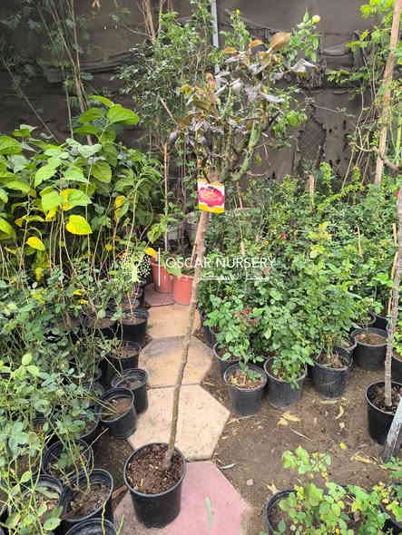 توفر من جديد 
جوري ستاند من مناشئ اوربية 
وبعمر كبير والوان مختلفة 

📍 زورونا في موقعنا:
مشتل الأوسكار – حي الحنانة – شارع نجف _ كوفة
(مقابل غرفة تجارة النجف و فريندز كافيه ومطعم شريف– مجاور متنزه الحنانة العائلي)

🕗 أوقات الدوام:
من 8:30 صباحاً إلى 8:00 مساءً

📞 للطلب والاستفسار:
*********** – ***********
(اتصال / واتساب / مراسلة عبر فيسبوك)
 متوفر دفع  زين  كاش ومتوفر ماستر  

🚗 يتوفر توصيل داخل النجف
موجودين في تطبيق توترز لبعض المواد الزراعية 

أهلاً وسهلاً بكم دائماً في مشتل الأوسكار 🌹🌹🌹
