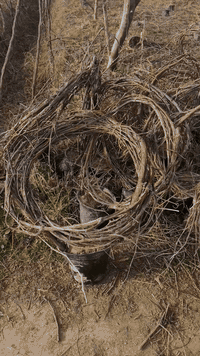 يوجد شتل حلوان اصلي


**إذا كنت صاحب هذا الإعلان وتريد حذفه لأي سبب، رجاءا أرسل رسالة إلى الدعم الفني**