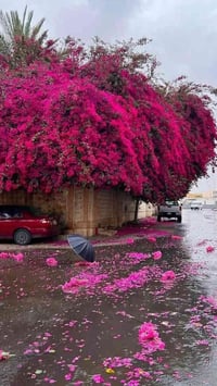 صحبكم الله بالخير   ( شركة الشيخ للاستثمار والوساطة العقاريه )   متواج...