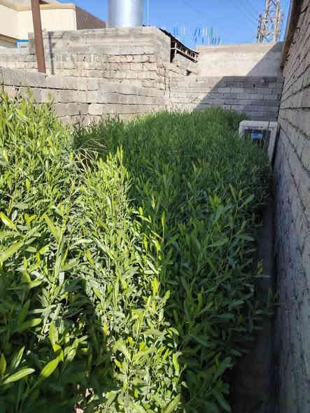 السلام عليكم
ددونيه ارتفاع من متر لى متر ونص
اسعار منسابه
اكو ب ٥٠٠
وكو ب ٧٥٠
***********
***********
من رخصت لادمن
