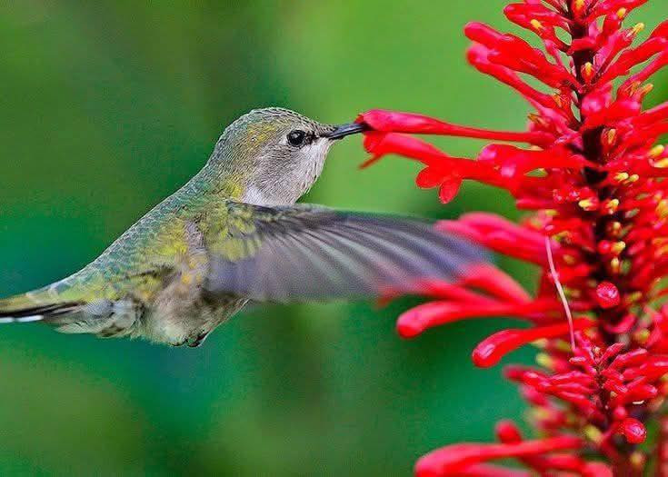 مشتل نباتات نادرة 🌿
توفرت شتلات Strictum Odontonema (الشجره الناريه)

💰 السعر: 8,000 دينار
📏 الارتفاع: 70 سم وأقل تقريباً.
🚚 التوصيل: متوفر توصيل إلى جميع المحافظات.
🌿 المواصفات:
نبات زينة مميز بأزهاره الحمراء الطويلة التي تظهر على شكل سنابل جميلة.
أوراقه خضراء لامعة تعطي شكل استوائي جذاب في الحدائق.
نبات سريع النمو ويعطي منظر كثيف وأنيق عند زراعته في الأرض أو الأصص.
يزهر غالباً من أواخر الصيف إلى الشتاء بأزهار أنبوبية حمراء ملفتة للنظر. �

☀️ التحمل:
يتحمل حرارة أجواء العراق بشكل جيد.
ينجح في الشمس الجزئية أو الظل الخفيف.
يتحمل الجفاف نسبياً بعد أن يتقوى في التربة. �

✨ الفوائد:
يعطي منظر مميز جداً في الحدائق والممرات.
يجذب الفراشات والطيور بسبب أزهاره الغنية بالرحيق. �

مناسب للحدائق المنزلية والزراعة في الأصص الكبيرة.
📞 للطلب والاستفسار:
***********
🌱 مشتل نباتات نادرة – نوفر لكم نباتات مميزة تضيف جمالاً لحدائقكم.

#للجميع #متابعين #شجره_مقاومه #متحمله #جفاف #احمر #تزهير #جميل #جيد #سياج_حدائق #محبه #جميله_العنايه #منتضر #مشتل #مشتل_نباتات_نارده #نباتات
