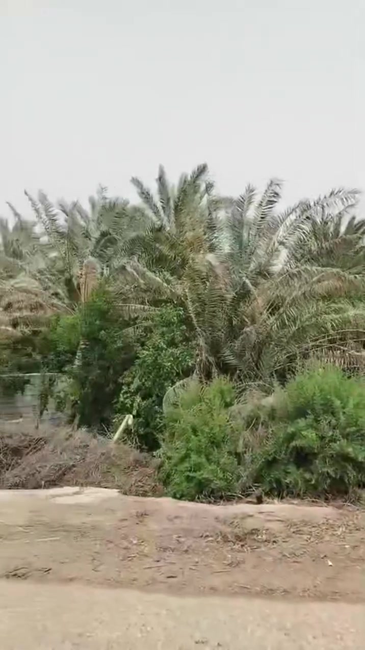 بستان للبيع في الصويرة في البغدادي مقابيل اربيضة
بستان على الشط قريب من السايلو الصويرة يحتوي مضيف مسلح طابق واحد بمساحة 150متر مربع ( ناقص ارضيات ولبخ )فيه أنواع النخيل والفاكهة من الحمضيات والزيتون و التين والرمان والاجاص والعنب والالو والليمون و الرارنج.
البستان طابوا زراعي  سند 25 و لدينا سند طابوا باسمنا ..
المساحة 16 دونم 
مسيج وله بابين..
سعر الدونم : ٧٨ مليون دينار عراقي

الاتصال‏ واتساب
‪***********
